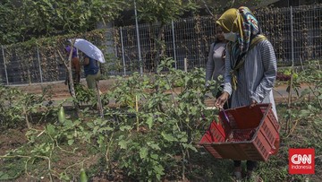 FOTO: Dulu Digusur Kini di Rusun, Warga Kampung Bayam Tetap Bertani