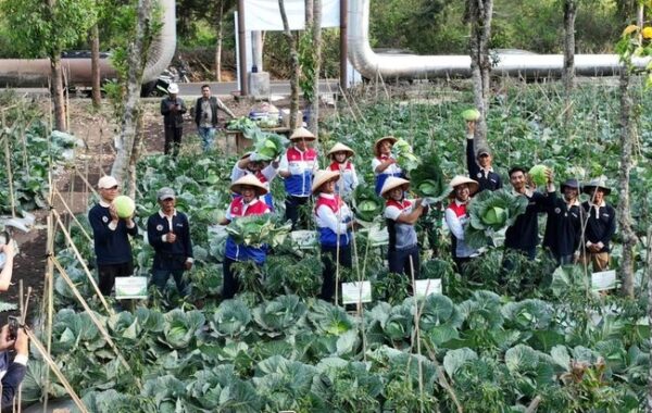Petani di Bandung Manfaatkan Panas Bumi untuk Hasilkan Pupuk GeO-Fert